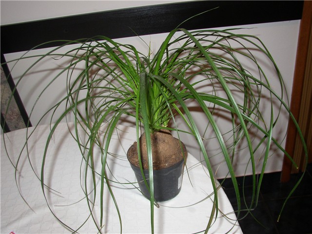nolina baucarnea stamm